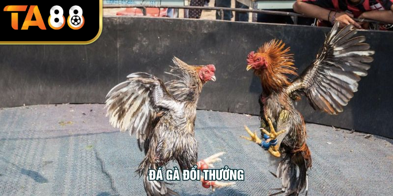 Đá Gà Đổi Thưởng – Khám Phá Trò Chơi Kịch Tính Dành Cho Bạn